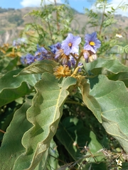 Solanum glutinosum, photograph Principe Mendoza Babilon, CC0, iNaturalist via GBIF