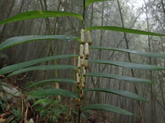 Polygonatum arisanense