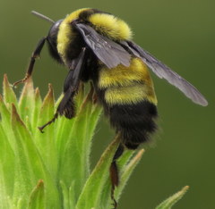 Bombus auricomus