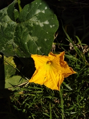 Cucurbita maxima