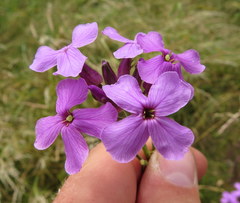Hesperis matronalis