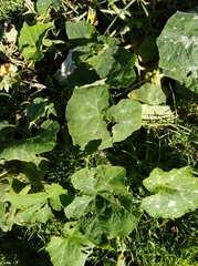 Cucurbita maxima