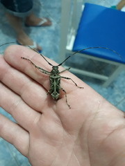 Macropophora accentifer