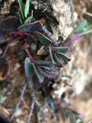 Euphorbia garanbiensis