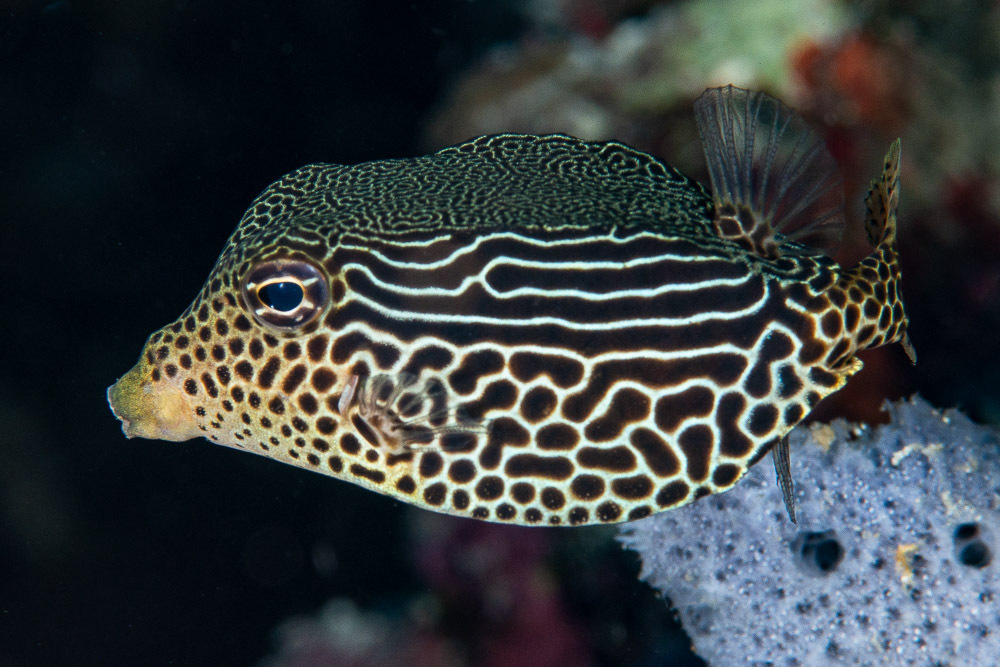 Solor boxfish (Ostracion solorensis) — Ostraciidae