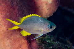 Yellow Chromis photo 2
