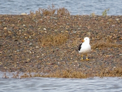 Larus atlanticus