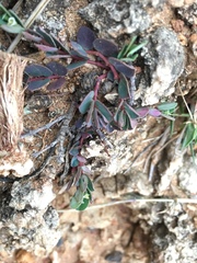 Euphorbia garanbiensis