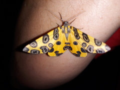 Pantherodes pardalaria