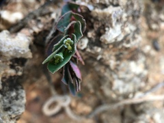 Euphorbia garanbiensis