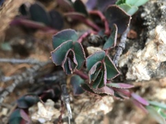 Euphorbia garanbiensis