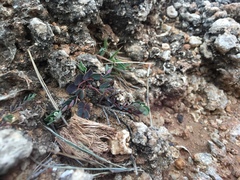 Euphorbia garanbiensis