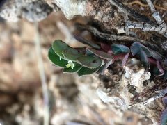 Euphorbia garanbiensis