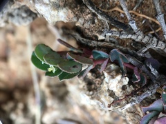 Euphorbia garanbiensis