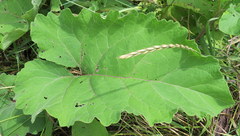 Arctium minus
