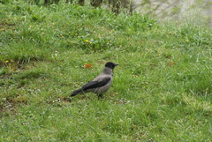 Corvus cornix