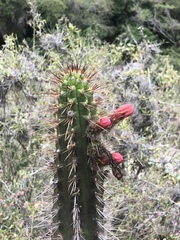Borzicactus sepium