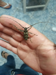 Macropophora accentifer