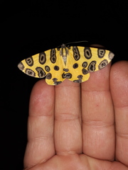 Pantherodes pardalaria