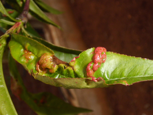 Peach Leaf Curl