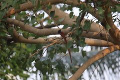 Terpsiphone paradisi