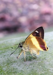 Hasora schoenherr chuza