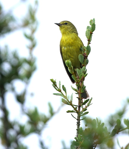 iNaturalist observation photo of Orange-crowned Warbler