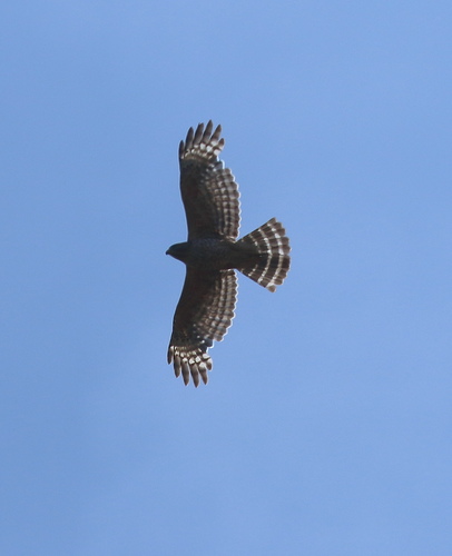 iNaturalist observation photo of Red-shouldered Hawk