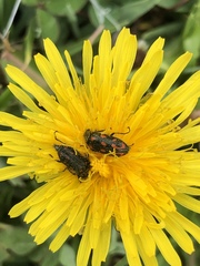 Astylus bourgeoisi