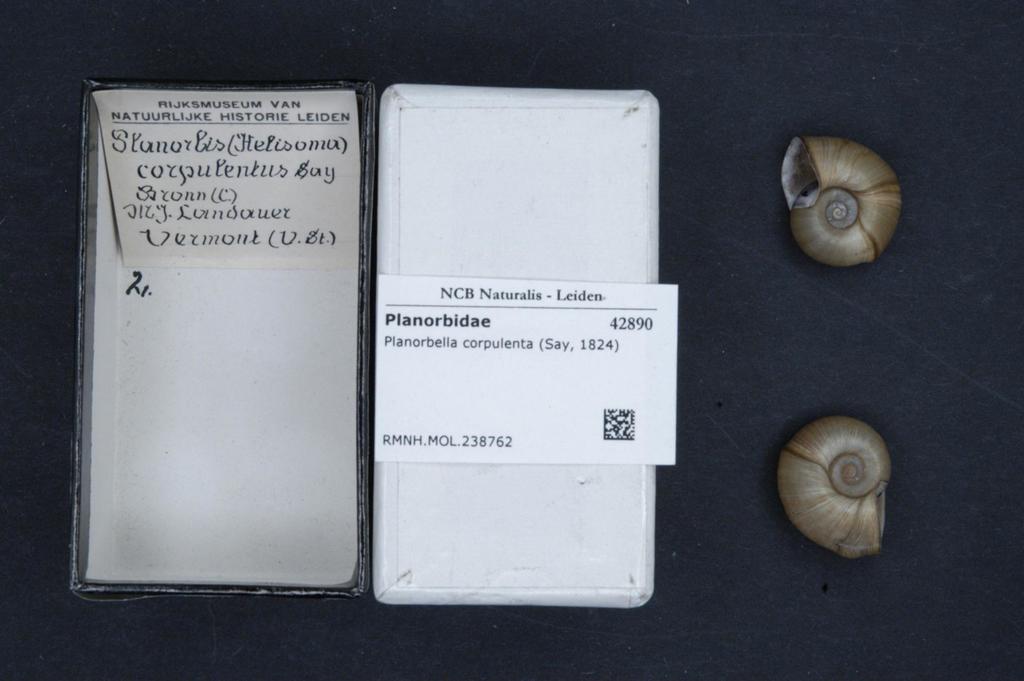 Corpulent Ramshorn