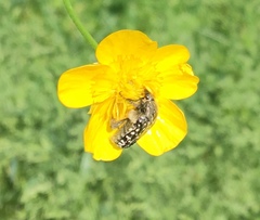 Oxythyrea