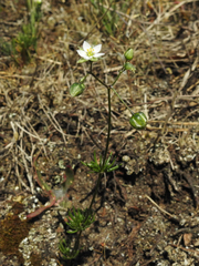 Spergula morisonii