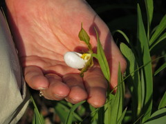 Cypripedium candidum