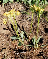 Senecio integerrimus