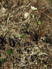 Spergula morisonii