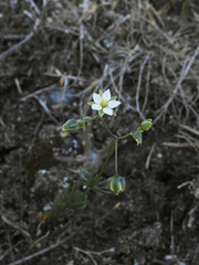 Spergula morisonii