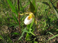Cypripedium candidum