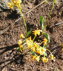 Senecio integerrimus