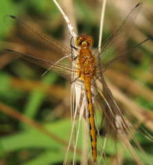 Sympetrum