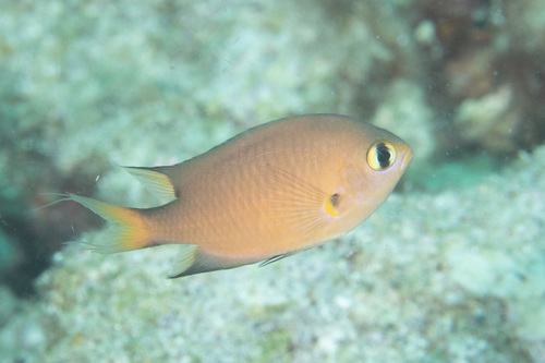 Dark-fin chromis (Chromis atripes) — Pomacentridae — 4