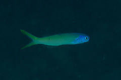 Hoplolatilus starcki