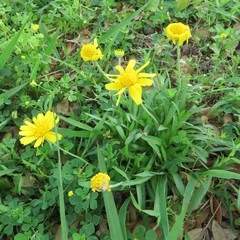 Tetraneuris linearifolia