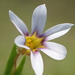 Annual Blue-eyed Grass - Photo no rights reserved, uploaded by 葉子