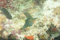 Canthigaster papua
