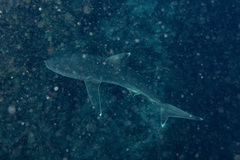 Carcharhinus albimarginatus