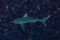 Carcharhinus albimarginatus