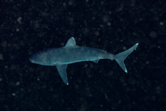 Carcharhinus albimarginatus