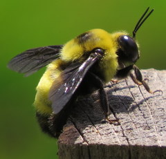 Bombus auricomus