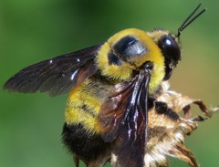 Bombus auricomus