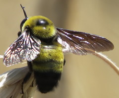 Bombus auricomus
